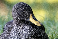 A rarity for my region — a Yellow-Billed Duck