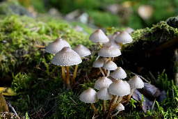 Fungal evolution discovered: Mycena can now invade living hosts