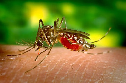 Mosquito diseases on the move | Stanford News