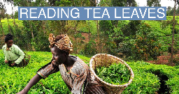 Kenya's tea pickers are destroying the machines replacing them | Semafor