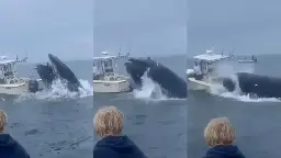 'A miracle that I'm alive': Boaters speak out after whale lept onto their vessel