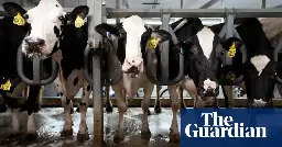 ‘Gigantic’ power of meat industry blocking green alternatives, study finds