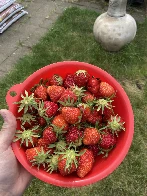 Strawberries are ripening already! My absolute favorite part of the summer garden.