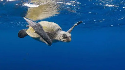 The bloody turtle video that sparked a plastic straw revolution