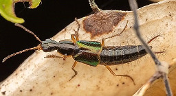 Six newly discovered beetle species include one with bottle-opener shaped genitalia