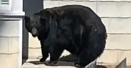 Hank the Tank, a 400-Pound Bear Behind Lake Tahoe Break-Ins, Is Captured