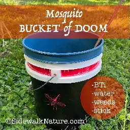 Mosquito Bucket of Doom