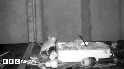 Mouse filmed tidying up man's shed every night