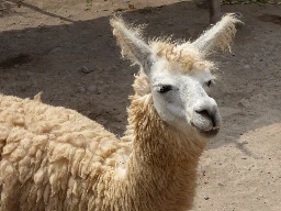 Unearthing Culinary Pasts—With Help From Llama Poop