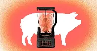 The pork industry’s forced cannibalism, explained