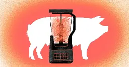 The pork industry’s forced cannibalism, explained