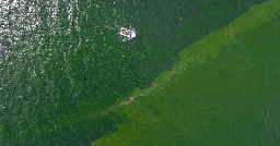 Extreme plankton bloom creates marine 'dead zone' off eastern Thailand