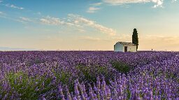 Provence’s iconic lavender fields may soon look very different