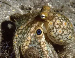 Octopuses Can Rewire Their Brains to Brave Chilly Waters