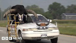Watch: Police pull over car with bull riding shotgun
