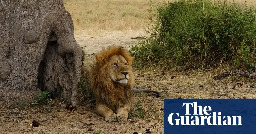 Lions making fewer zebra kills due to ‘chain reaction’ involving invasive ants