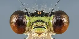 The fascinating sex lives of insects