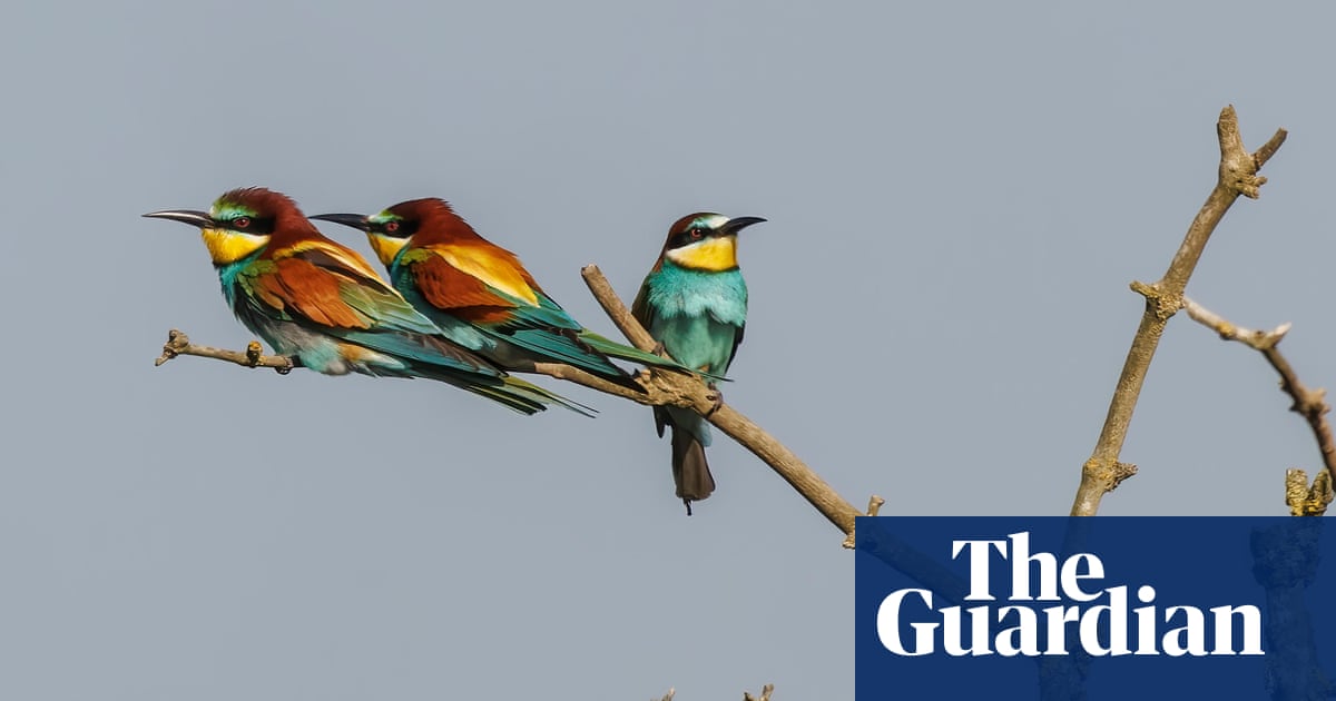 Exotic bee-eater returns to UK for second summer in a row