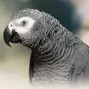 African_Grey