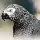 African_Grey