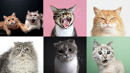 Cats have nearly 300 facial expressions, including a 'play face' they share with humans