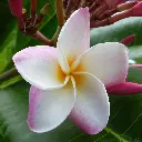 Plumeria