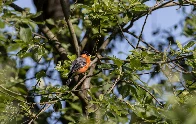 Eurasian Bullfinch after preening