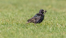 A shiny and fluffy European Starling