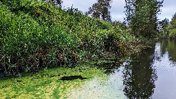 Blue-Green Algae Is Filling Rivers With Toxic Sludge