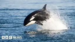 Killer whale vs shark: Solo orca eats great white