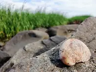 [OC] A shell on a rock.