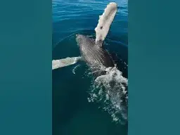GoPro | Rare View of Humpback Whale Family 🎬 Nathan McBride #Shorts #Whales