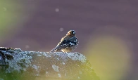 Chaffinch on a roof