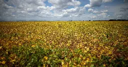 Brazil child cancer deaths linked to soy farming, study finds