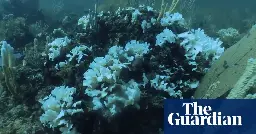 ‘Huge’ coral bleaching unfolding across the Americas prompts fears of global tragedy