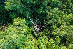 Tropical Forests May Be Getting Too Hot for Photosynthesis