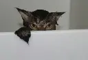 bathcat