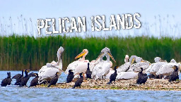 We build artificial islands for pelicans - here's why