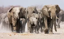 New study confirms beehive fences are highly effective in reducing human-elephant conflict | University of Oxford