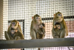 High Infant Mortality Among Wild Macaques Linked to Oil Palm Exposure