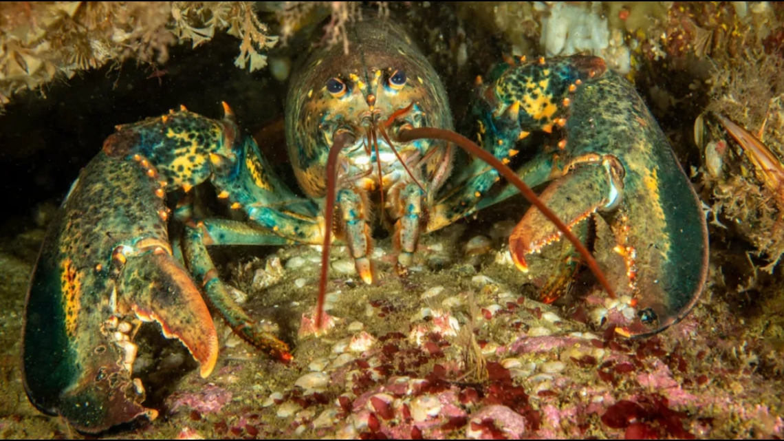 Lobsters in the Gulf of Maine are experiencing a housing crisis