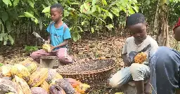 Candy company Mars uses cocoa harvested by kids as young as 5 in Ghana: CBS News investigation