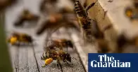 US honeybees suffer second deadliest season on record