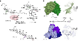 Researchers identify 'unicorn' defense mechanism that protects bacteria from antibiotics