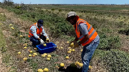 Prickly paddy melon weed enzymes show potential as sustainable cement alternative