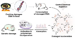 Study in mice links heat-damaged DNA in food to possible genetic risks