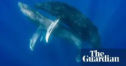 Gay, lesbian and intersex whales: our queer sea has much to teach us