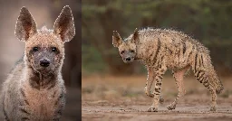 Photographer Braves 115 F Heat for Two Months to Shoot 'Rare' Hyena