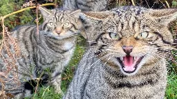 Scottish wildcats bred in captivity released to the wild in a bid to save the species from extinction | CNN