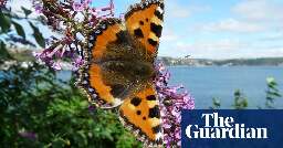 Just two people – but millions of inhabitants: the tiny Cornish island where nature is thriving